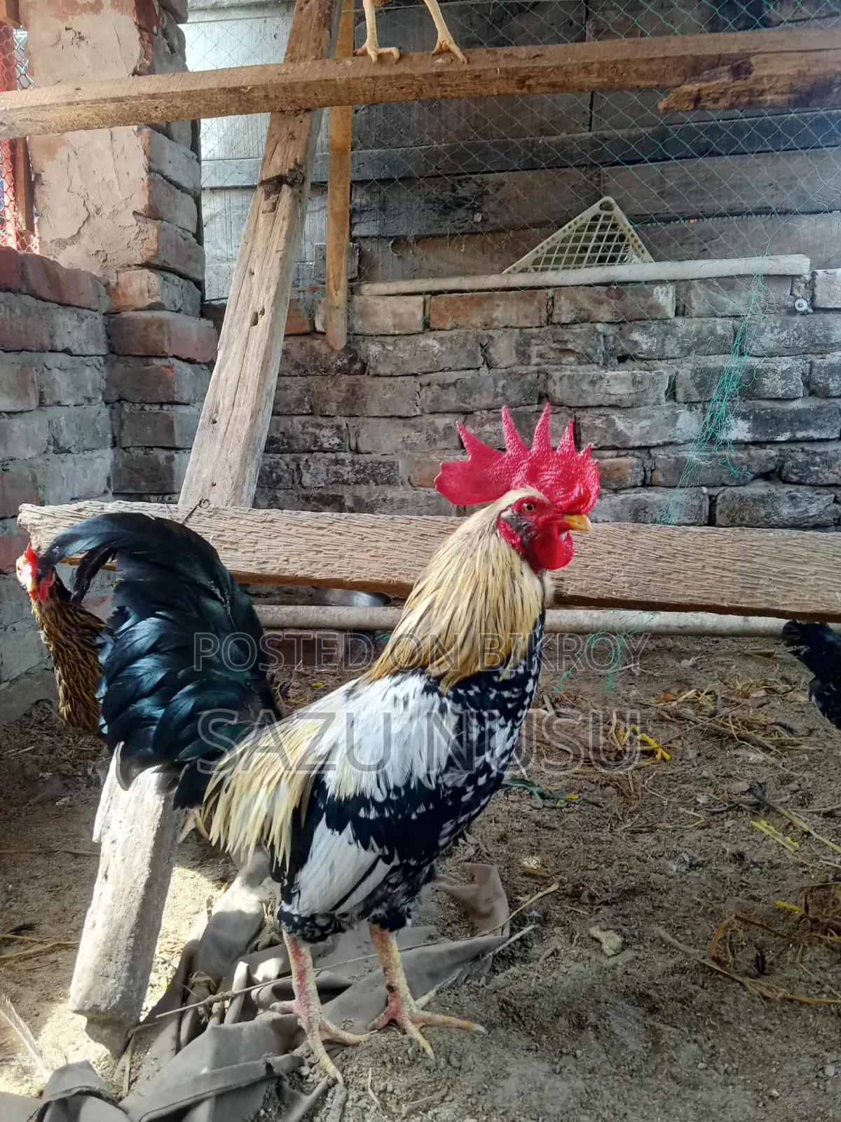 Deshi Chicken for sale