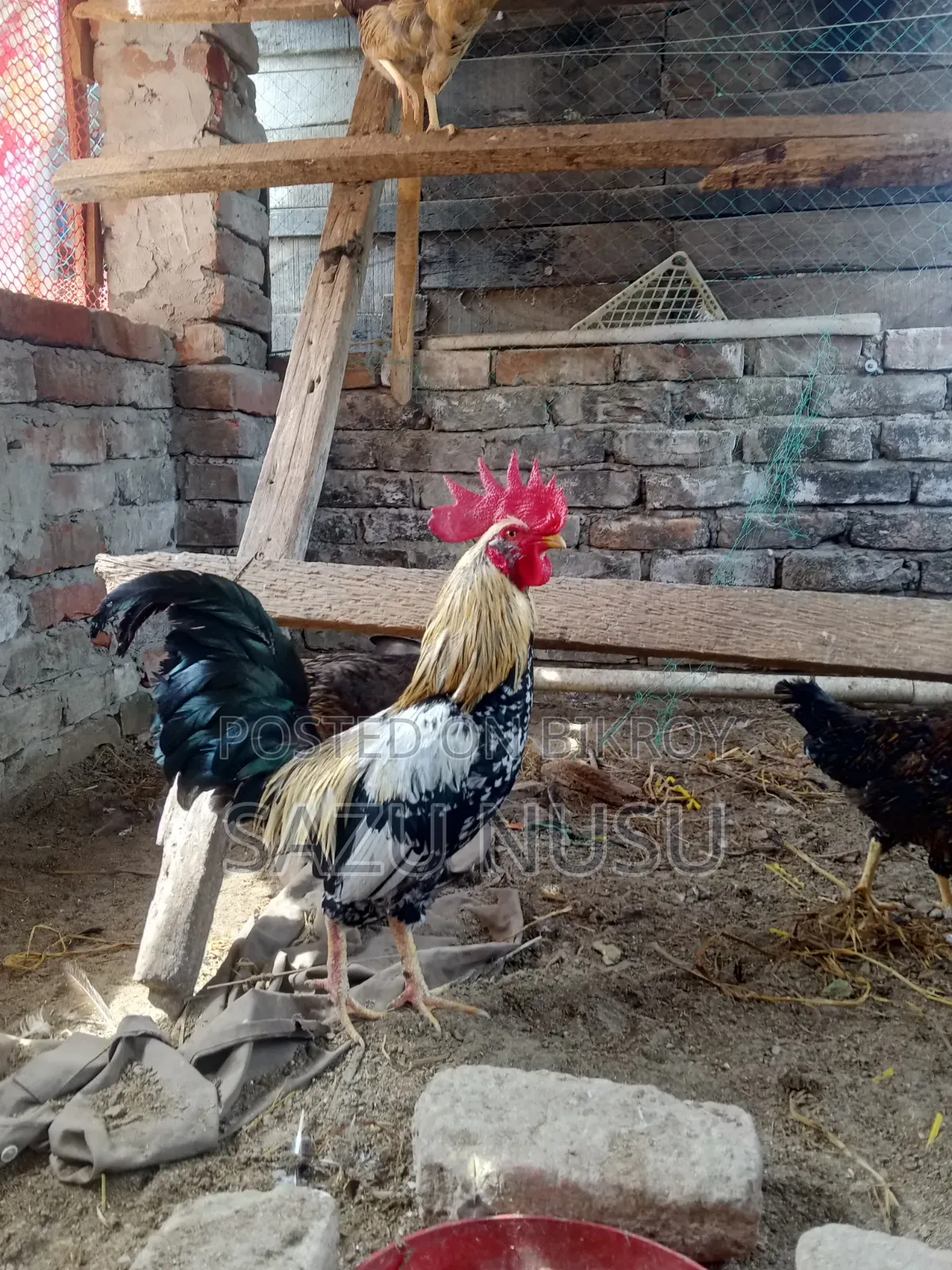 Deshi Chicken for sale