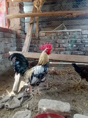 Deshi Chicken for sale