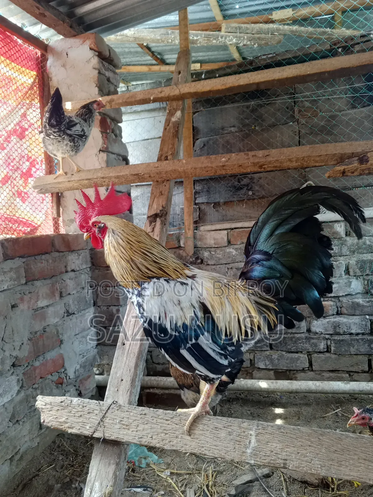 Deshi Chicken for sale