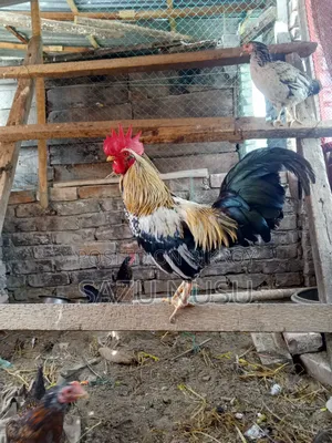 Deshi Chicken for sale