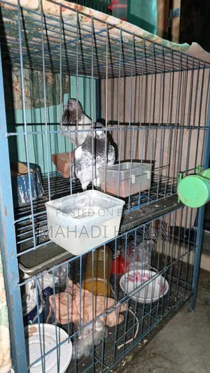 A pair of Giribaz pigeons for sale