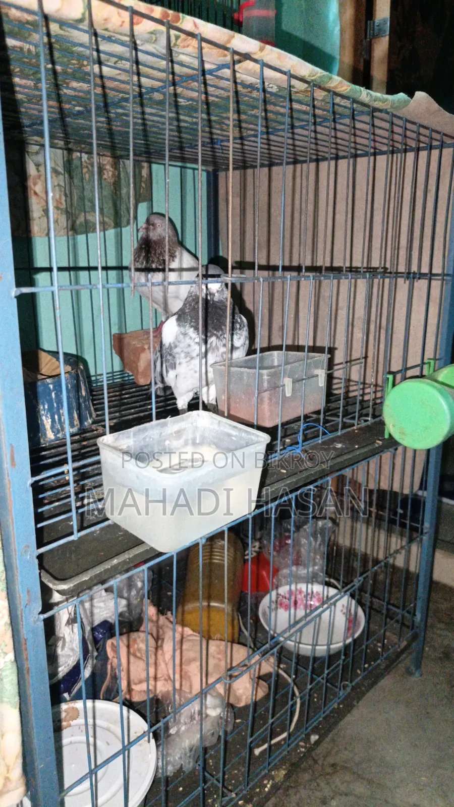 A pair of Giribaz pigeons for sale