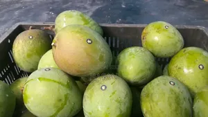 Harivanga Mango (10kg)