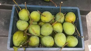 Harivanga Mango (10kg)