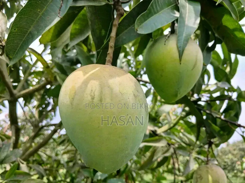 Harivanga Mango (10kg)
