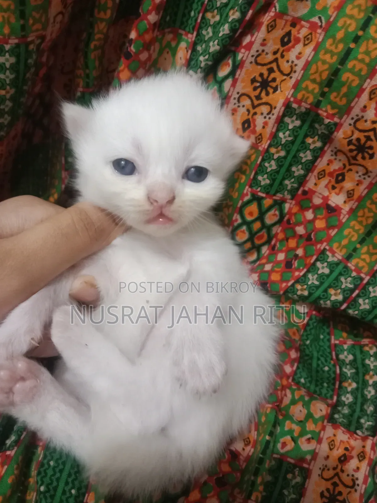 0-1 Month Female Purebred Persian
