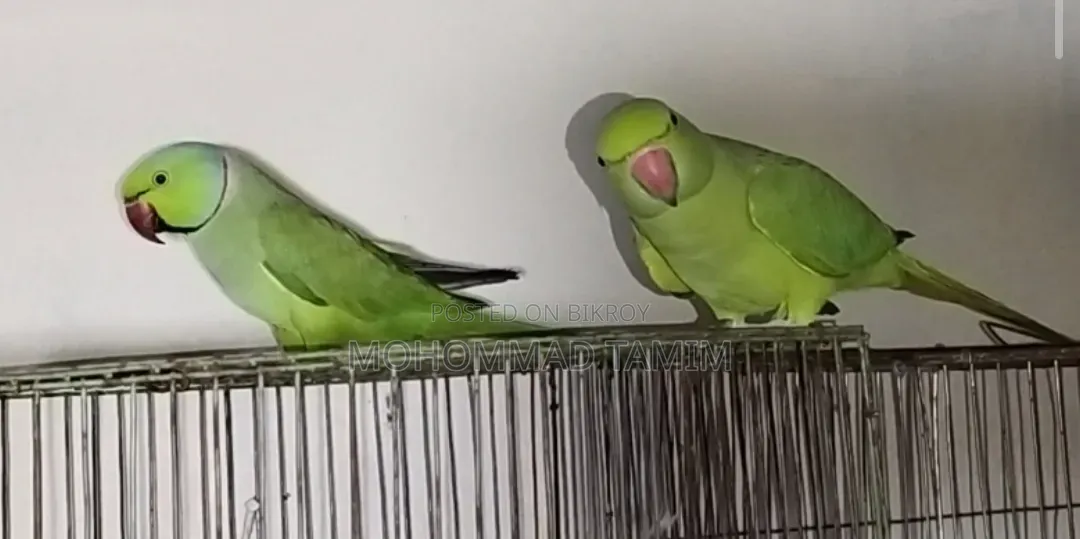 Parrot for Sale