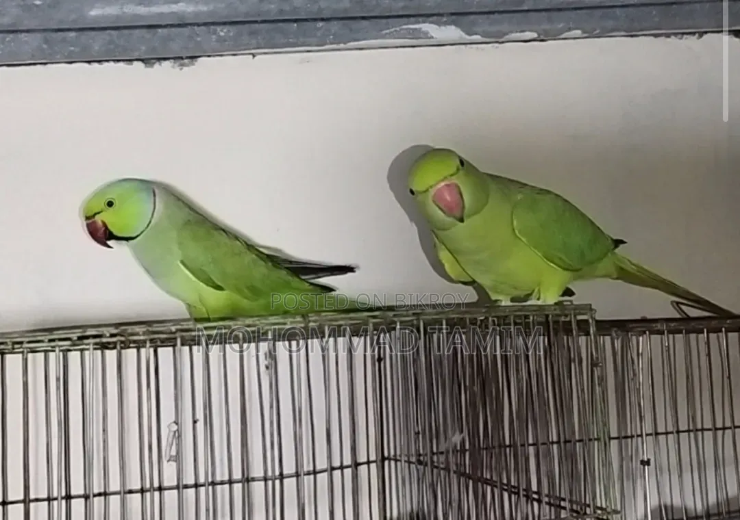 Parrot for Sale
