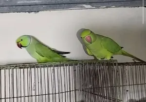 Parrot for Sale