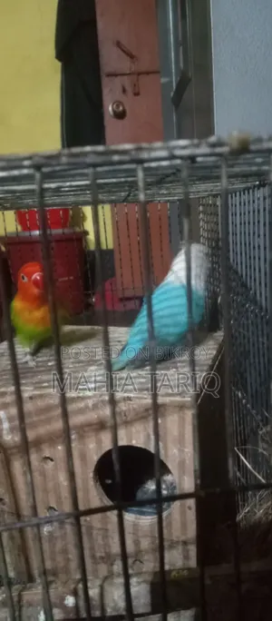 Love Bird Adult