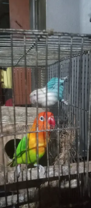 Love Bird Adult