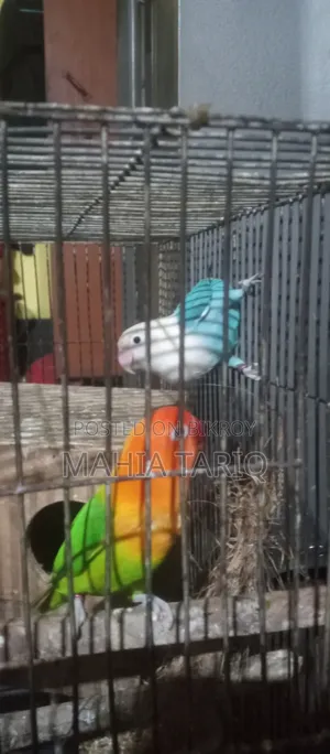 Love Bird Adult