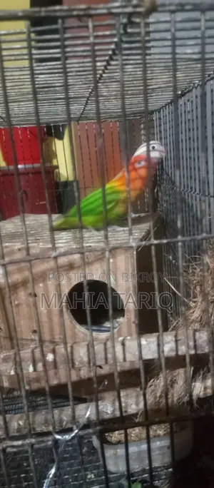 Love Bird Adult