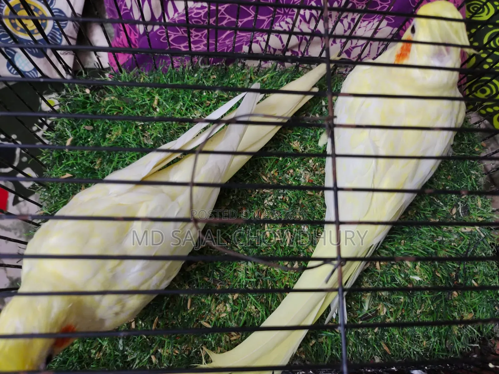 Heavy Pearl Cockatiel Pair That Has Bred Twice, Currently Mating!
