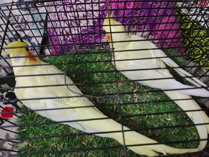 Heavy Pearl Cockatiel Pair That Has Bred Twice, Currently Mating!