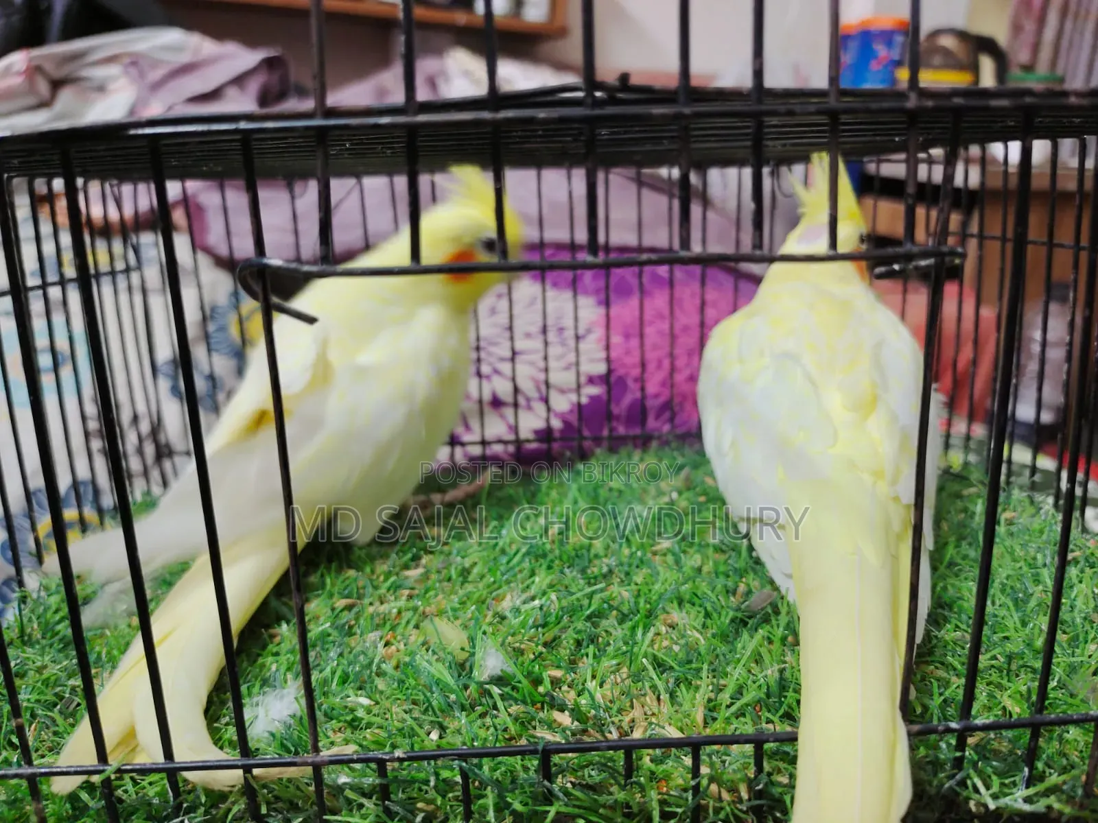 Heavy Pearl Cockatiel Pair That Has Bred Twice, Currently Mating!