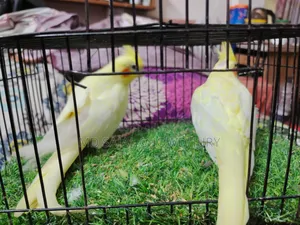 Heavy Pearl Cockatiel Pair That Has Bred Twice, Currently Mating!