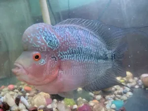 Flower Horn Fish