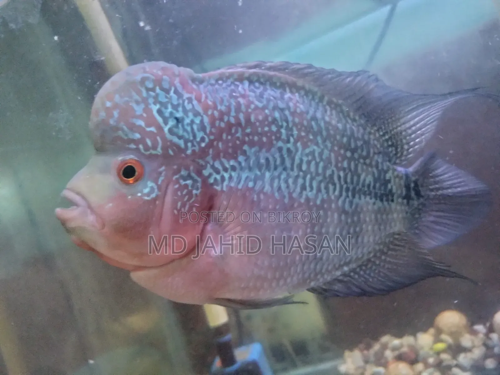 Flower Horn Fish