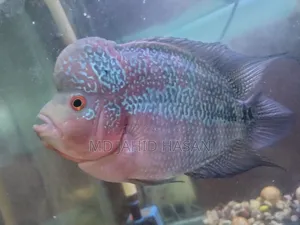 Flower Horn Fish