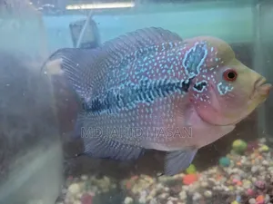Flower Horn Fish