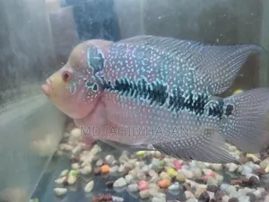 Flower Horn Fish
