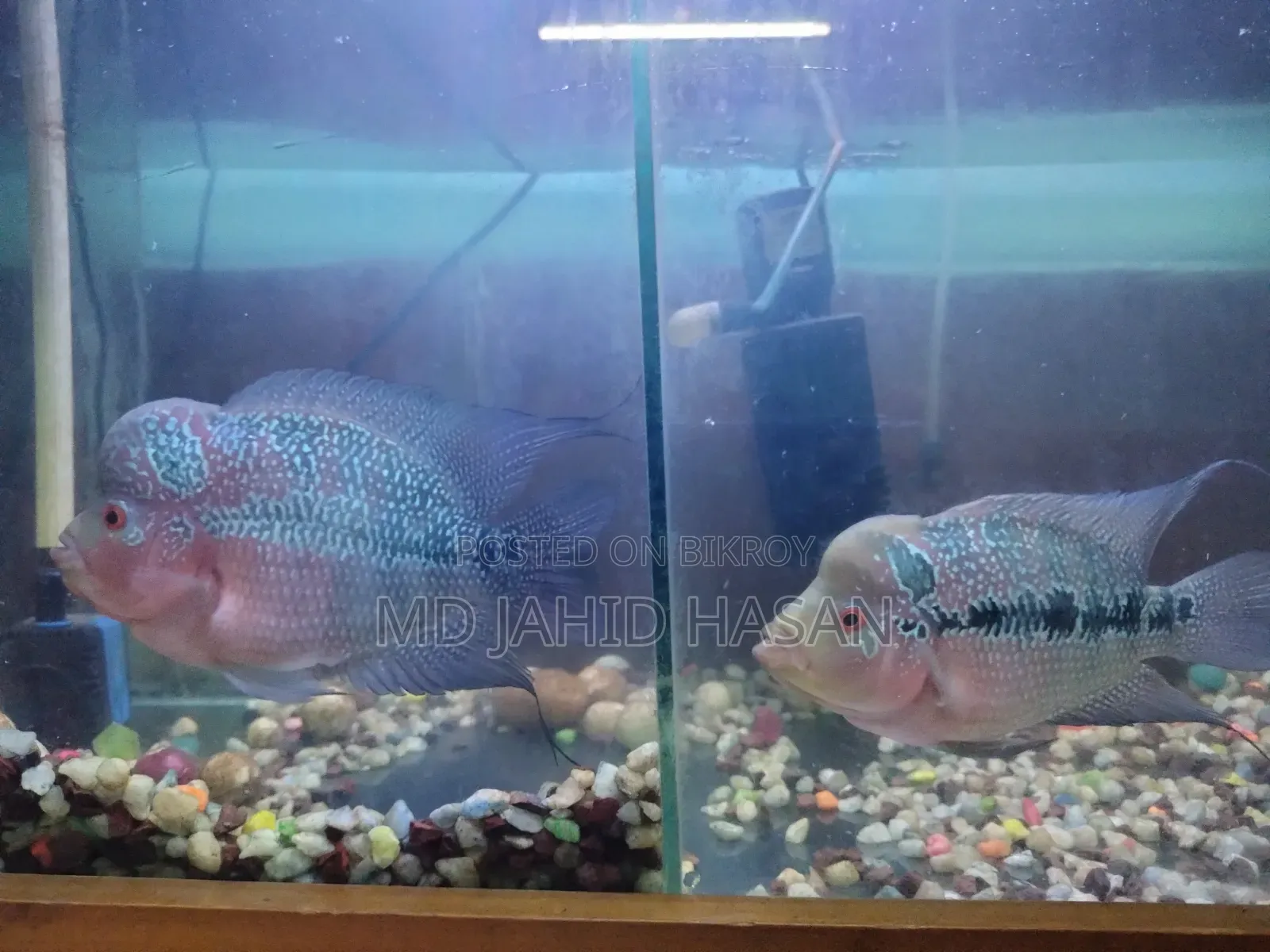 Flower Horn Fish