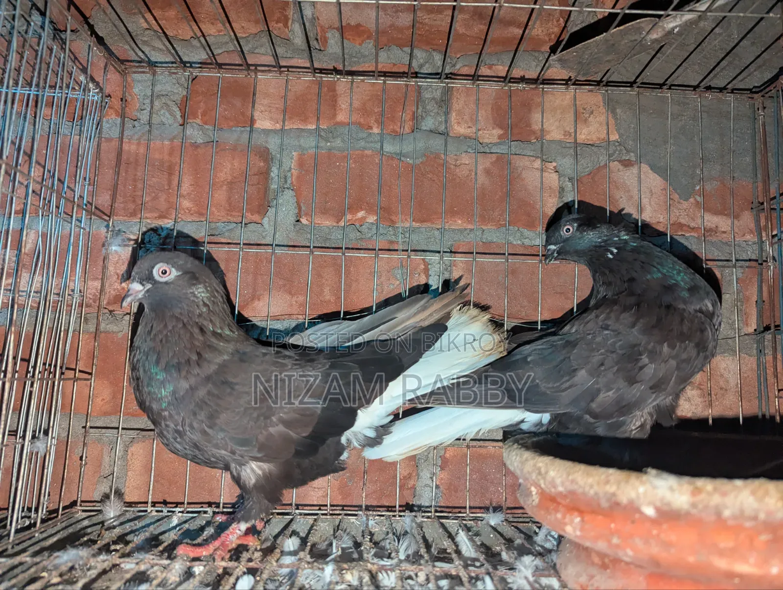 Black Musaldam Pair