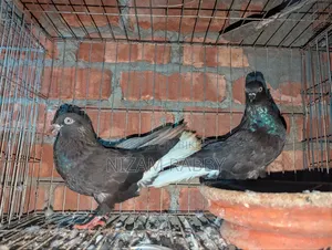 Black Musaldam Pair