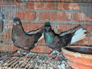 Black Musaldam Pair