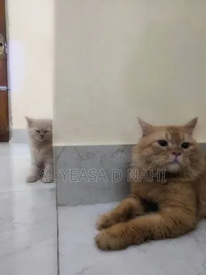 1+ Year Male Purebred Persian
