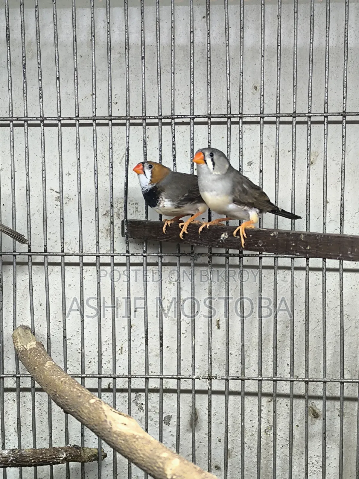 Jumbo Zebra Finch Pair