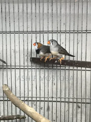 Jumbo Zebra Finch Pair