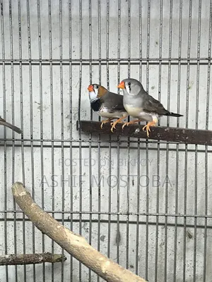 Jumbo Zebra Finch Pair