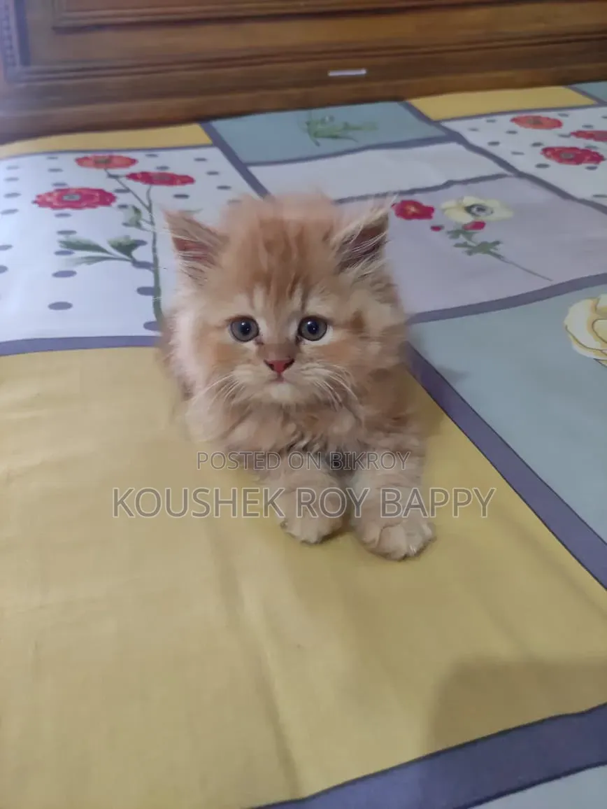 1-3 Months Male Purebred Persian