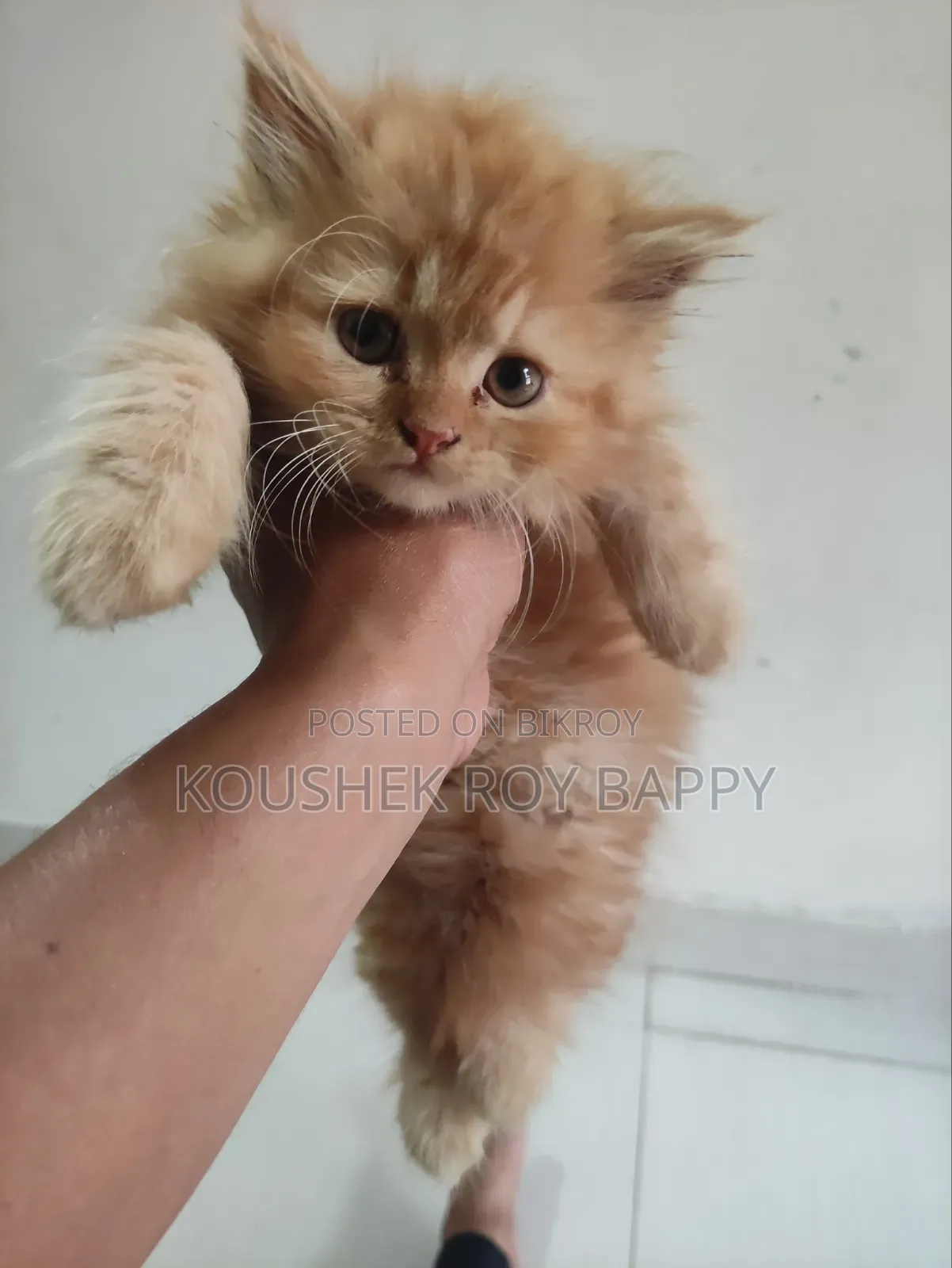 1-3 Months Male Purebred Persian