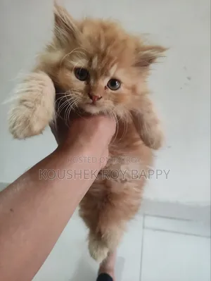 1-3 Months Male Purebred Persian