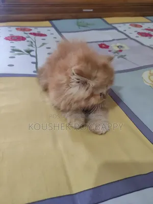 1-3 Months Male Purebred Persian