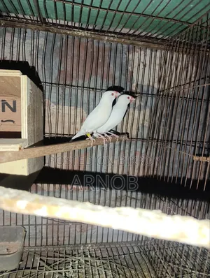 Red Eye Java Breeding Pair