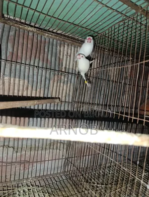 Red Eye Java Breeding Pair