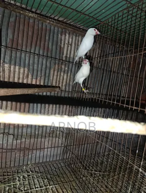 Red Eye Java Breeding Pair