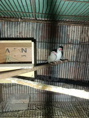 Red Eye Java Breeding Pair