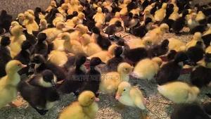 Ducklings for sale