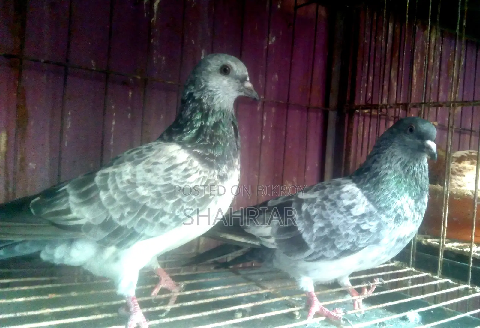 Pigeon Bajigola Running