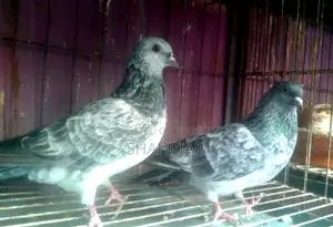 Pigeon Bajigola Running