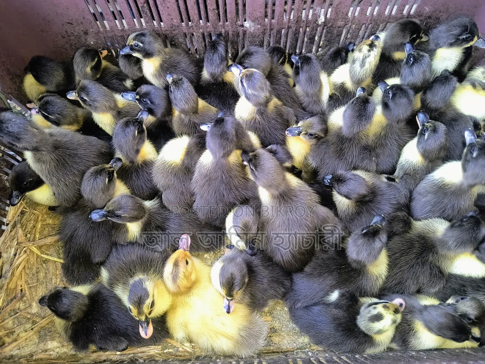 Ducklings for sale