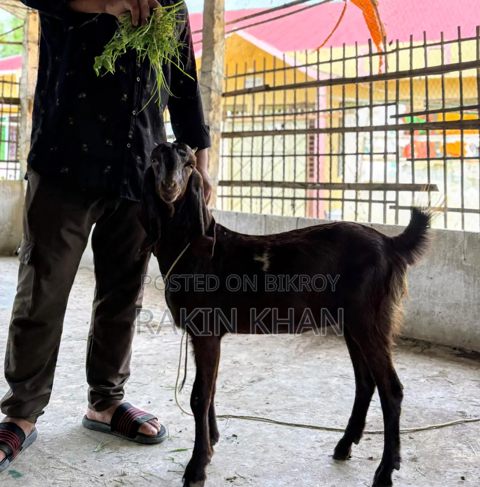 দুইটি তুতাপুরি ছাগল