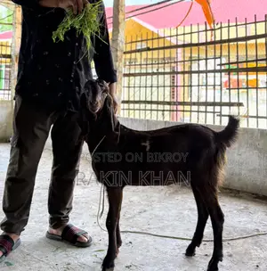 দুইটি তুতাপুরি ছাগল