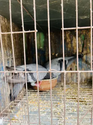 Bengali Pigeon